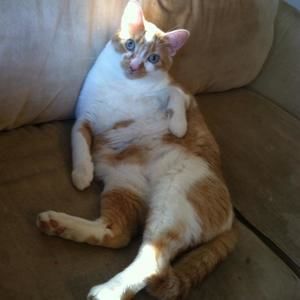 Meet your Posher, Devin